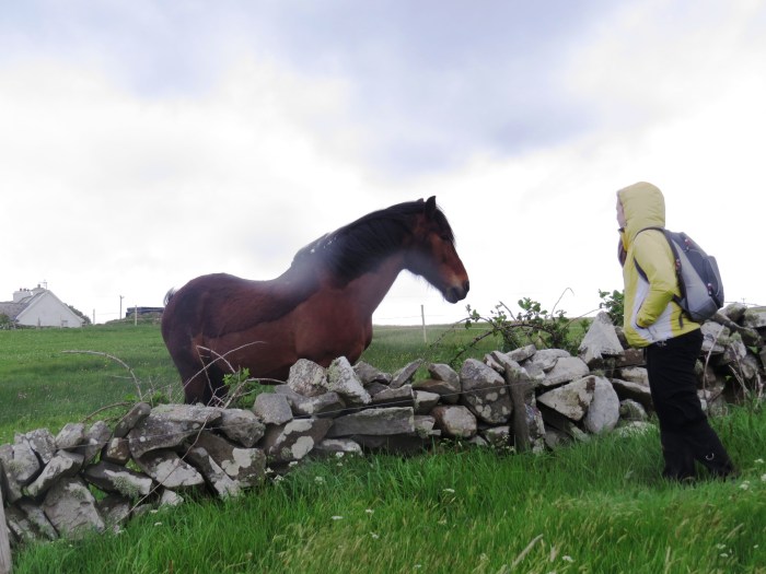 Doolin Horses